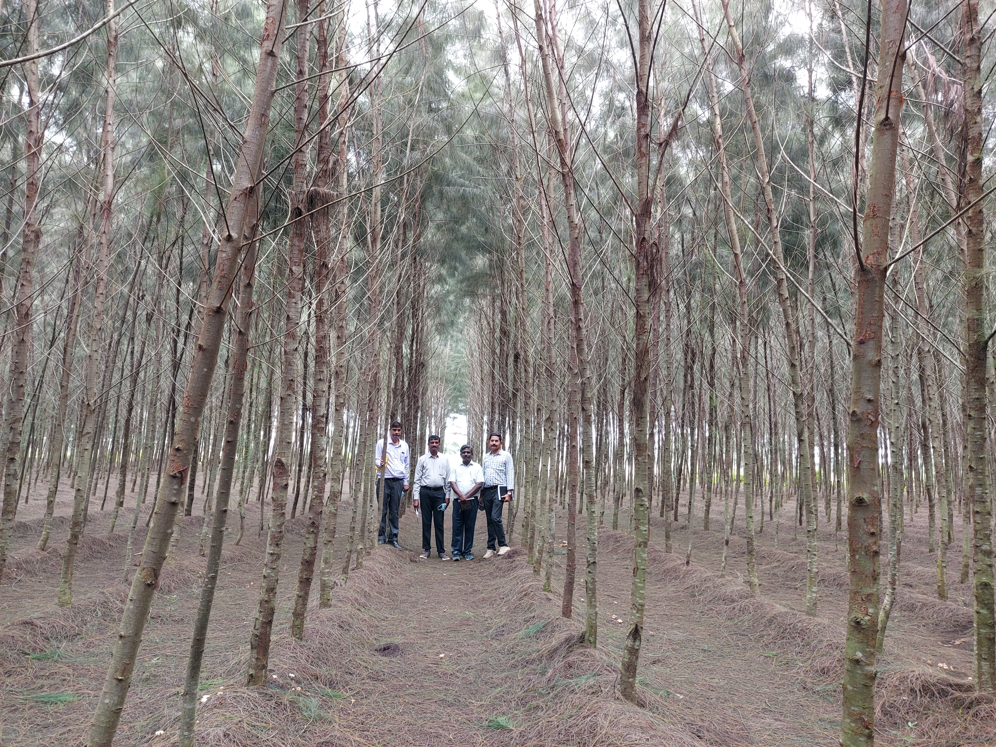 Wide spacing for CH Clones of Casuarina to manage disease and lodging problems
